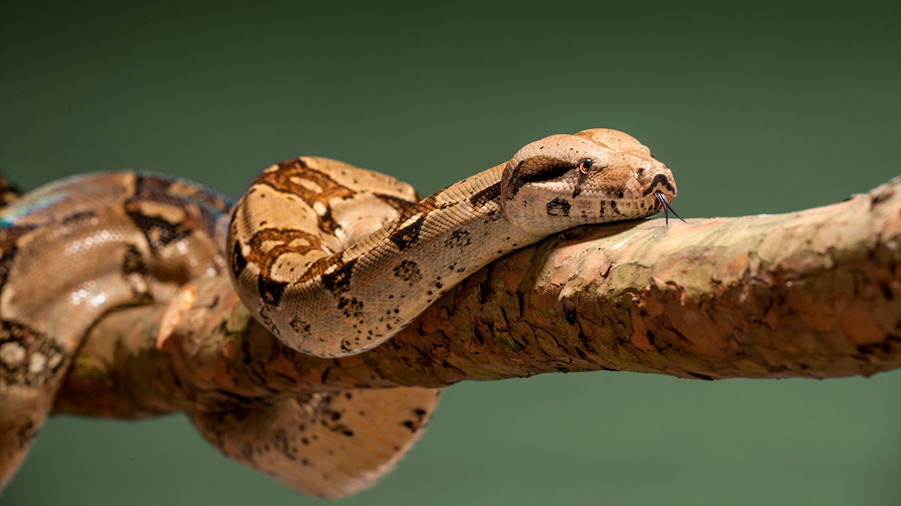 Las serpientes hembras tienen clítoris, revela investigación