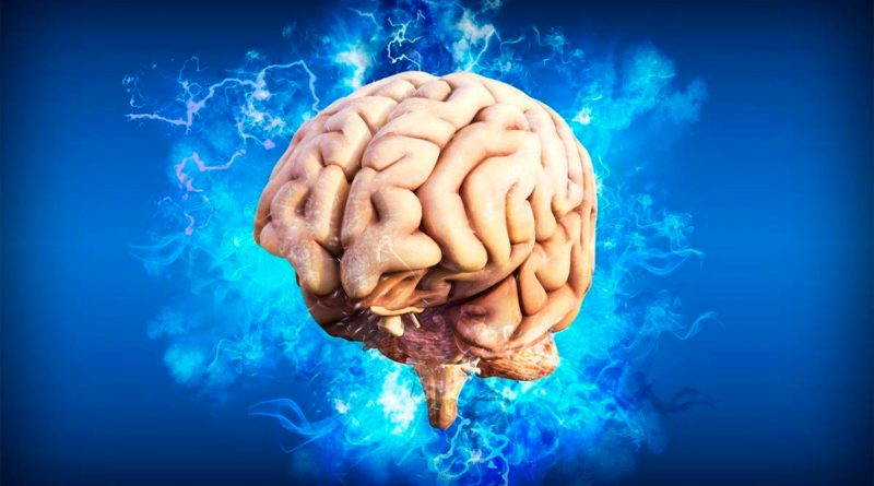 El cerebro humano es 10 veces más suave que la espuma de poliestireno: es como de gelatina
