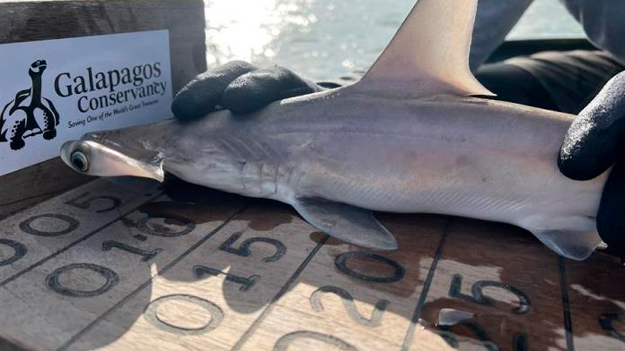 Descubren una nueva 'guardería' de tiburones martillo en las Islas Galápagos