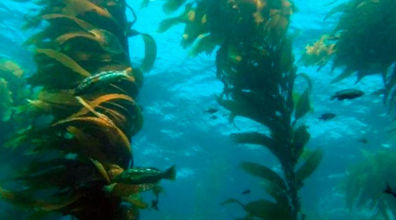 Descubren en Galápagos un bosque de quelpos: las algas gigantes del océano