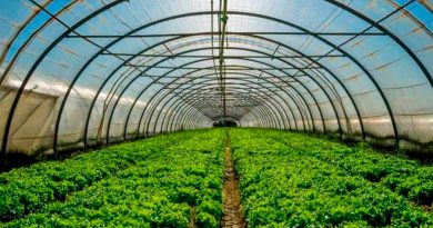 Universidad israelí crea celda solar que mejora cultivos y ahorra energía