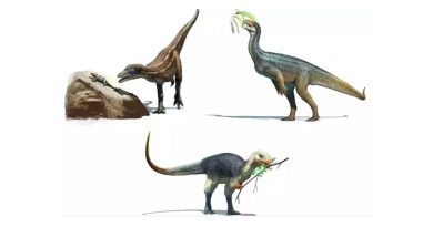 Algunos dinosaurios evolucionaron para hacerse vegetarianos