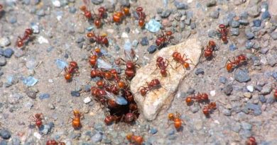Las hormigas también producen leche y alimentan a sus colonias