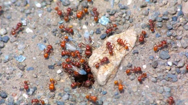 Las hormigas también producen leche y alimentan a sus colonias