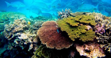 Existe un nuevo método para congelar larvas de coral; podría salvar arrecifes amenazados