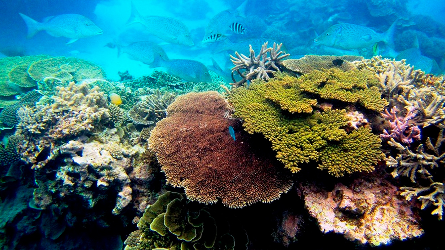 Existe un nuevo método para congelar larvas de coral; podría salvar arrecifes amenazados