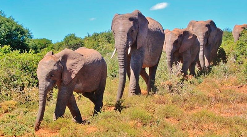 Los elefantes eligen los caminos directos a su comida favorita