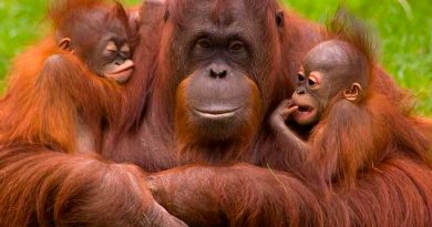 La comunicación entre orangutanes ilustra los orígenes del habla humana