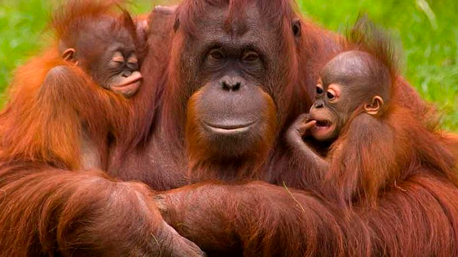 La comunicación entre orangutanes ilustra los orígenes del habla humana