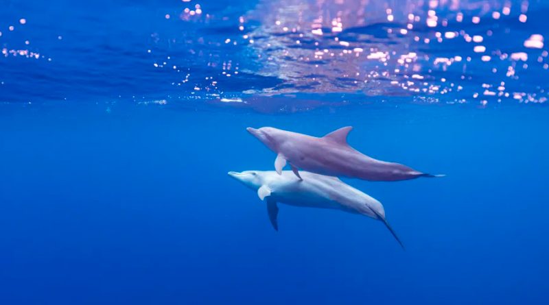 Descubren que los cerebros de los delfines varados muestran signos de una enfermedad similar al Alzheimer