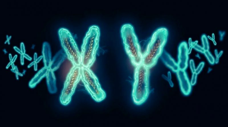 Por primera vez crean células XX y XY a partir de una sola persona, ¿qué significa para el futuro de la ciencia?