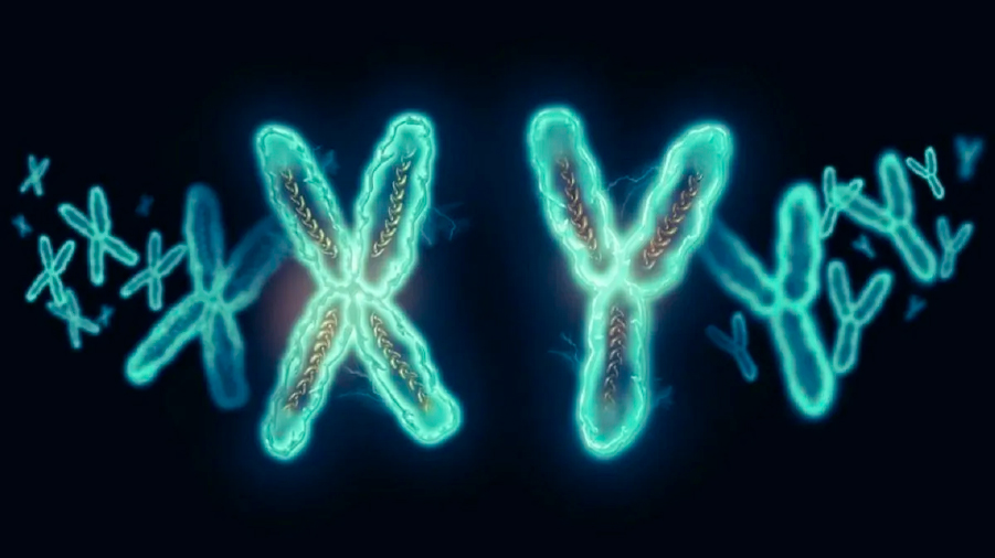 Por primera vez crean células XX y XY a partir de una sola persona, ¿qué significa para el futuro de la ciencia?