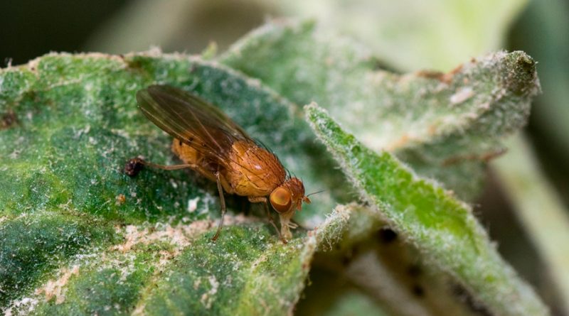 Sociedades científicas descubren una familia de genes cruciales en el desarrollo de los testículos de moscas y humanos
