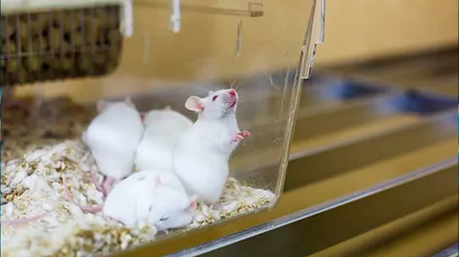 Identifican en ratones un circuito cerebral vinculado al consumo de cocaína