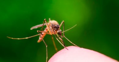 Científicos hallan mutación en mosquitos que los hace resistentes a los insecticidas