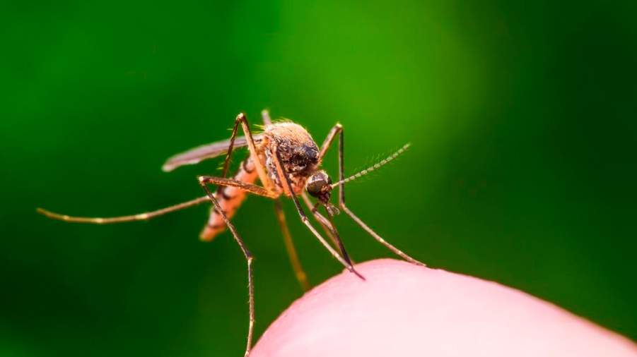 Científicos hallan mutación en mosquitos que los hace resistentes a los insecticidas