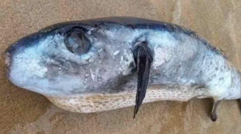 Un pez con veneno más fuerte que el cianuro es encontrado en Reino Unido