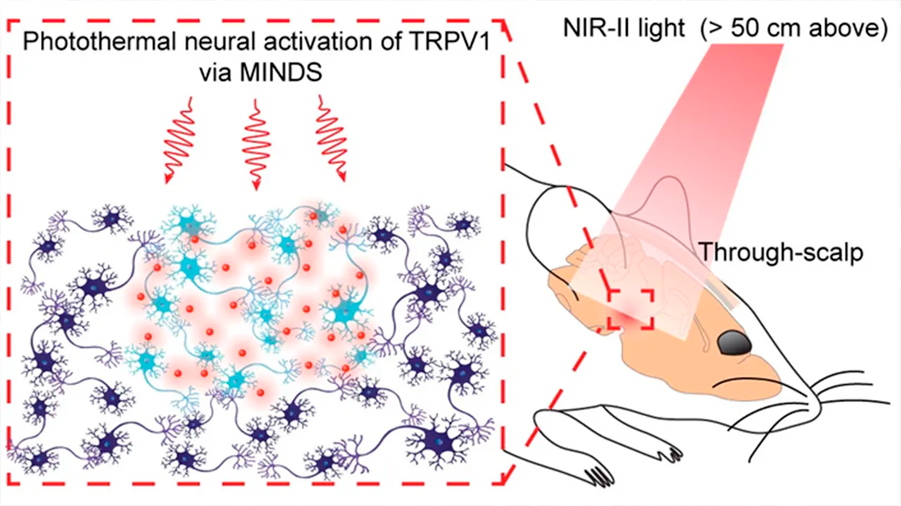 Investigadores de Stanford logran controlar circuitos cerebrales de ratones a distancia