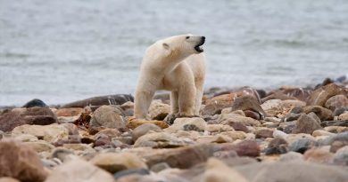 Osos polares del norte de Canadá mueren a ritmo acelerado