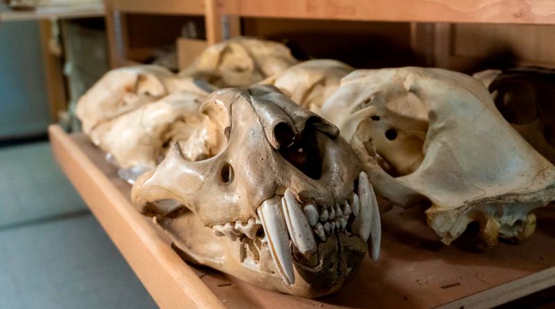 Arqueozoología, la ciencia que hace hablar a los huesos