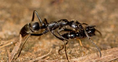 Las hormigas heridas en combate piden auxilio y son rescatadas y curadas