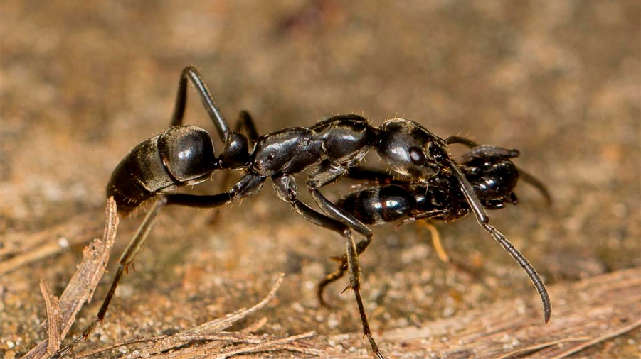 Las hormigas heridas en combate piden auxilio y son rescatadas y curadas