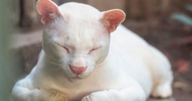 El descubrimiento del primer ocelote albino del mundo inquieta a la ciencia