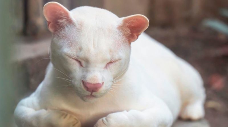 El descubrimiento del primer ocelote albino del mundo inquieta a la ciencia