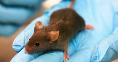 Desarrollan un ratón transgénico para explorar enfermedad en ovinos