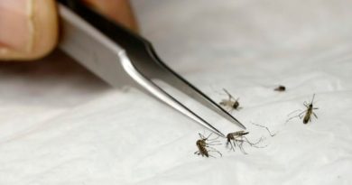 México, Cuba, Brasil y Argentina, países que estudian la 'técnica del insecto estéril' para combatir el dengue