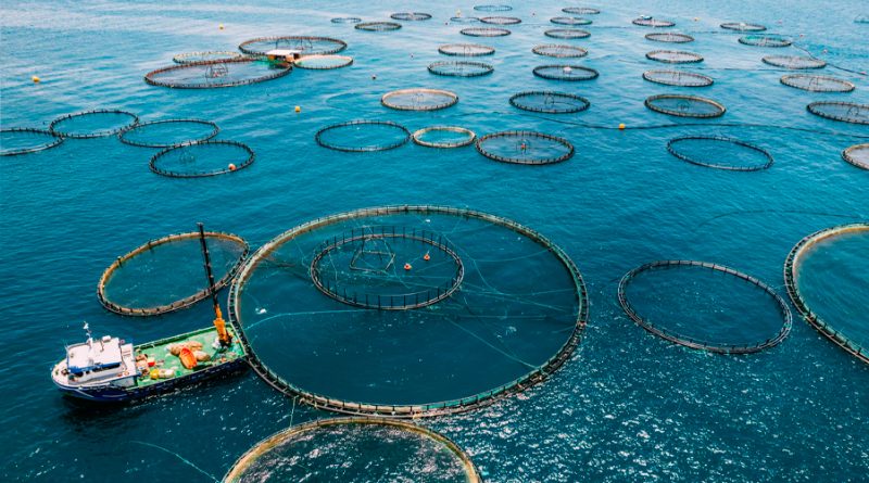Hacia una acuicultura sostenible: El impacto ambiental de los subsidios en la acuacultura nacional