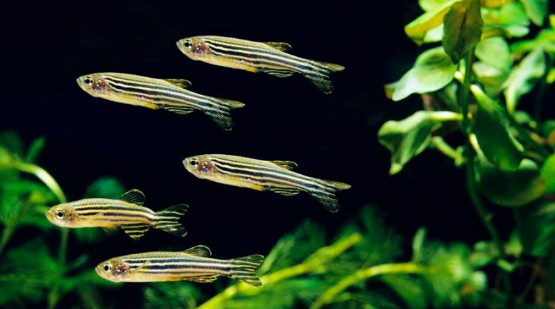 Los peces perdidos encuentran el rumbo gracias a su 'cerebro ancestral'