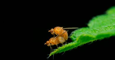 Los machos de estas moscas 'drogan' a las hembras tras la cópula