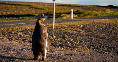 Pingüinos reales enfrentan amenaza del cambio climático en el confín del Índico