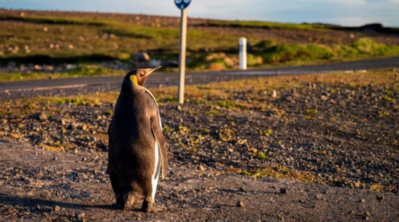 Pingüinos reales enfrentan amenaza del cambio climático en el confín del Índico