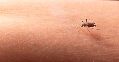 Los mosquitos nos transfieren bacterias al posarse sobre la piel