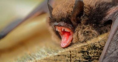 ¡Drácula mexicano! Este murciélago vive en Oaxaca, come sangre y transmite rabia a los humanos