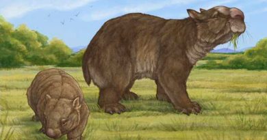 Un wombat gigante