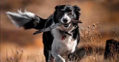 La importante función que tiene la cola en los perros y cómo entender sus movimientos