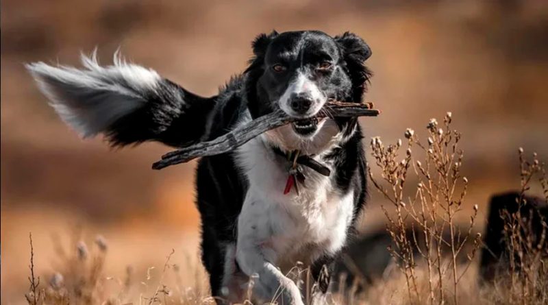 La importante función que tiene la cola en los perros y cómo entender sus movimientos