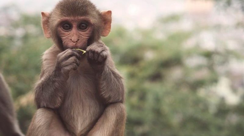 ¿Híbrido de humano y mono? Un experimento científico levanta polémica sobre límites éticos