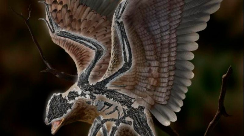 Descubren el fósil de un extraño pájaro con cabeza de dinosaurio
