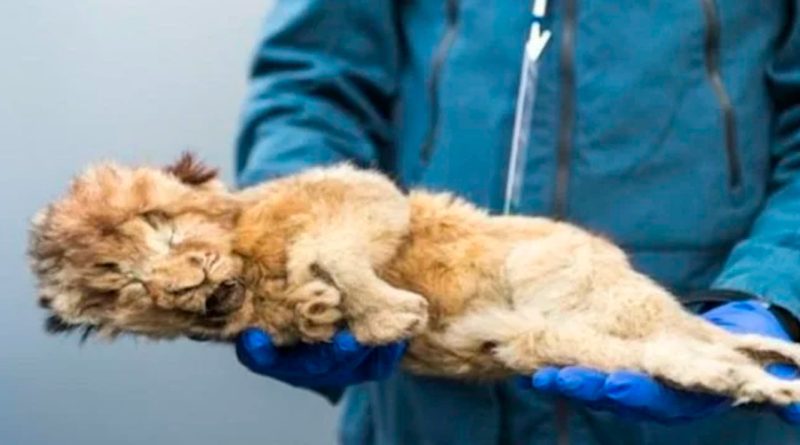Encuentran un león congelado tan bien conservado que aún tiene sus bigotes