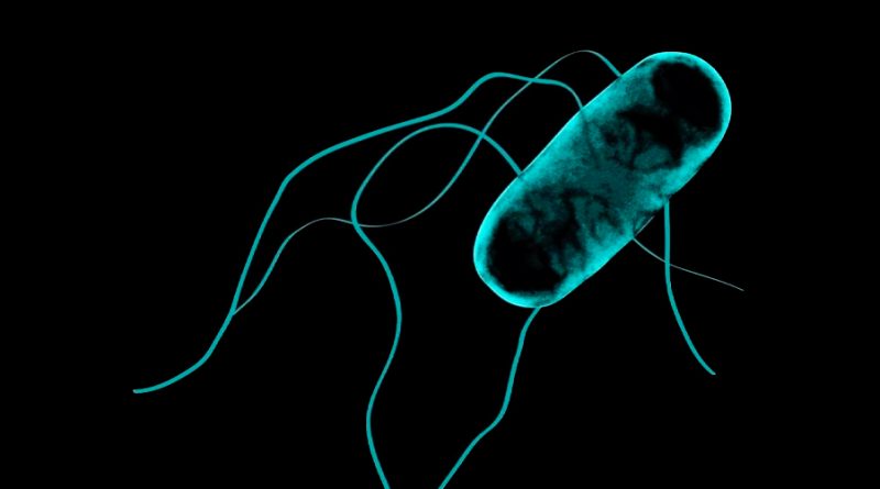 Descubren el nuevo papel de los ARN pequeños en las infecciones por Salmonella