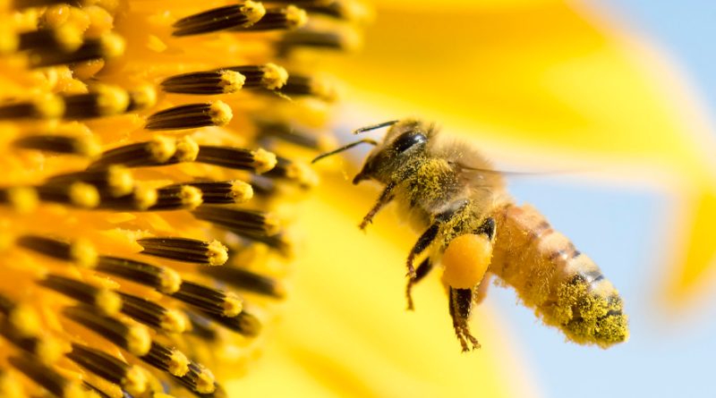 Se aprueba la primera vacuna para abejas para evitar la crisis mundial de polinizadores