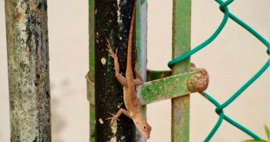 Los lagartos urbanos desarrollan marcadores genómicos propios
