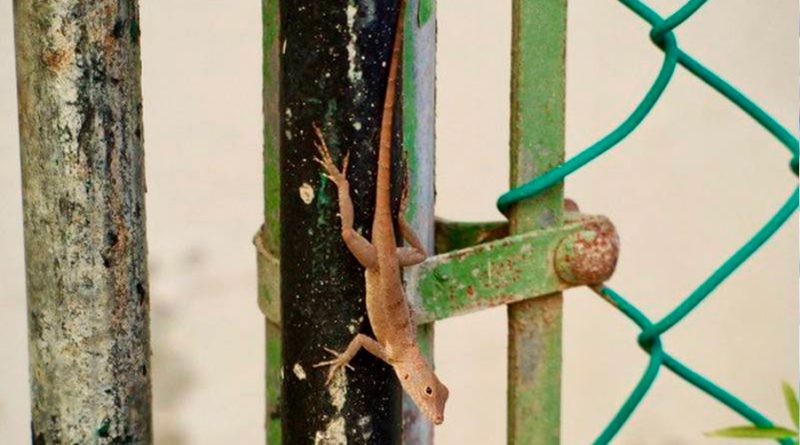 Los lagartos urbanos desarrollan marcadores genómicos propios