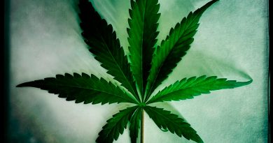 Cannabis para tratar el dolor: ¿realidad o mito?