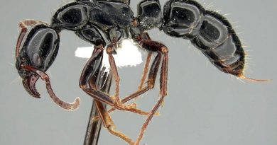 Descubren dos nuevas especies de insectos en el Chocó Andino