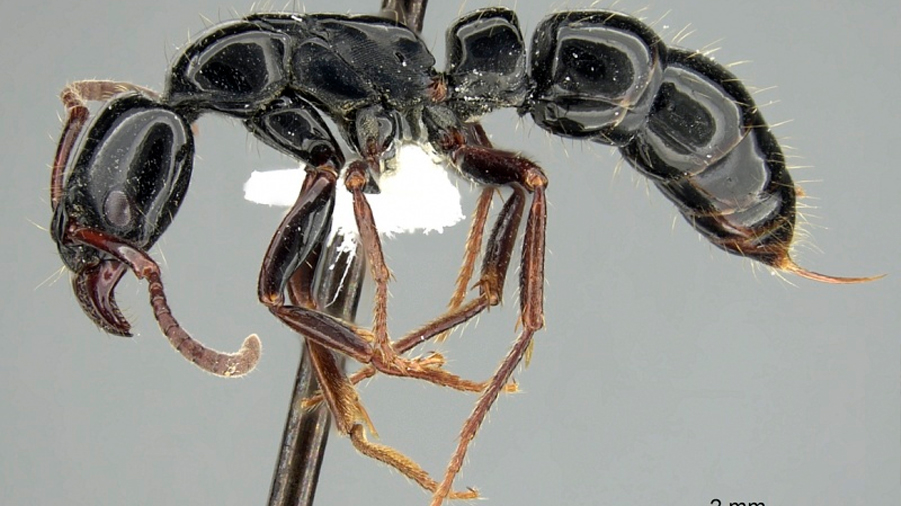 Descubren dos nuevas especies de insectos en el Chocó Andino